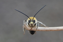 Eucera nigrescens