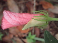 Abelmoschus moschatus tuberosus