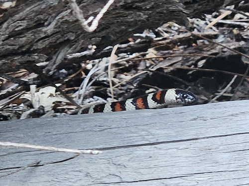 iNaturalist observation photo of California Mountain Kingsnake