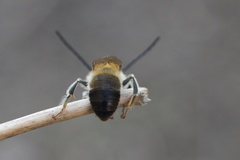 Eucera nigrescens