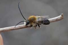 Eucera nigrescens