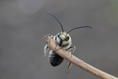Eucera nigrescens