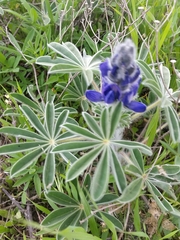 Lupinus pilosus