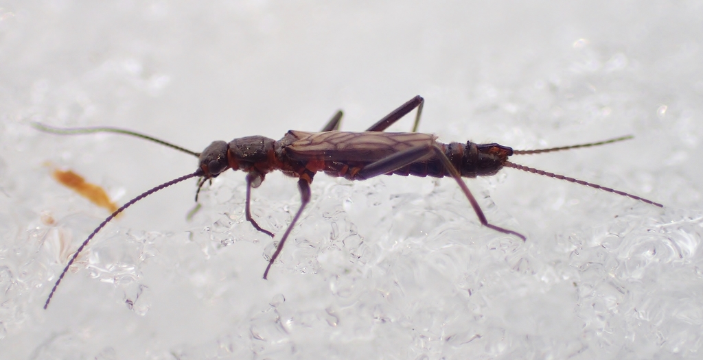 Pygmy Snowfly