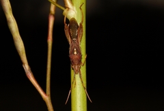 Mirperus jaculus