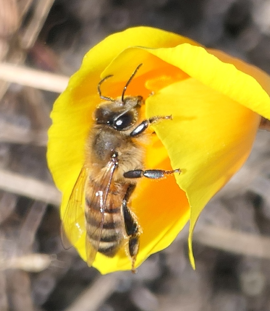 Western Honey Bee from Santa Teresa County Park, San Jose, Santa Clara ...