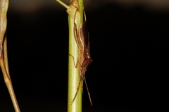 Mirperus jaculus