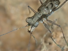 Pentacomia
