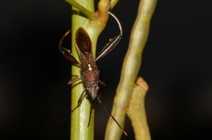Mirperus jaculus