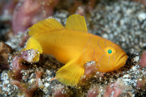 Lubricogobius ornatus observed 2009-07-02