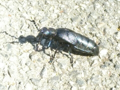 Meloe proscarabaeus