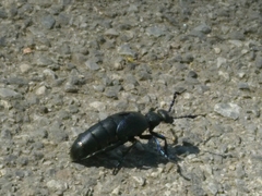Meloe proscarabaeus
