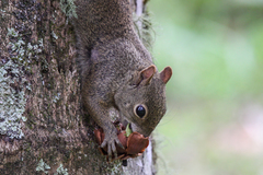 Sciurus aestuans ingrami