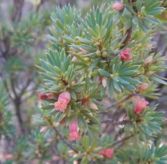 Brachyloma ericoides