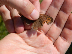 Erebia mancinus