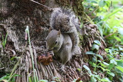 Sciurus aestuans ingrami