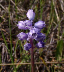 Muscari parviflorum