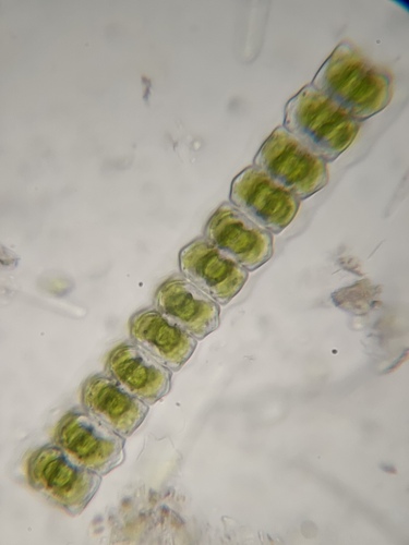 Phymatodocis alternans