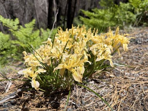 Iris innominata