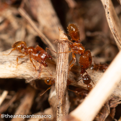 Pheidole rugosula