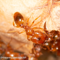 Pheidole rugosula