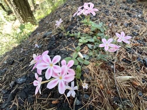 Phlox adsurgens, photograph 2