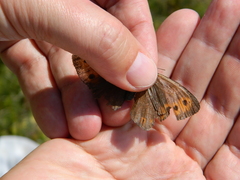 Erebia mancinus