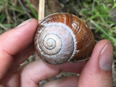 Xanthomelon saginatum