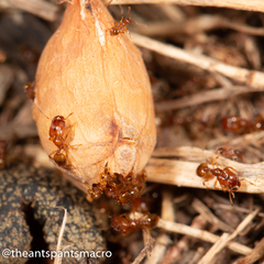 Pheidole rugosula