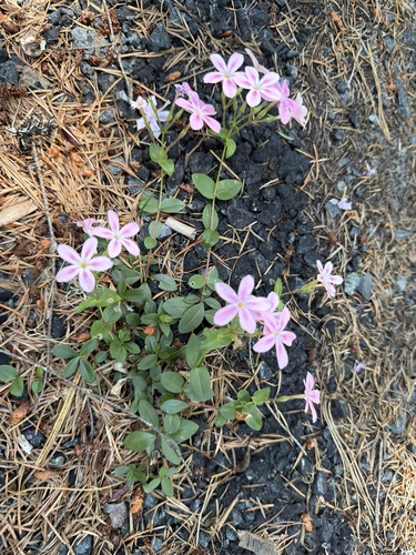 Phlox adsurgens, photograph 3