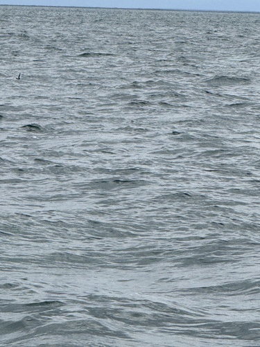 Wilson's Storm-Petrel