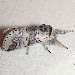 Furcula occidentalis