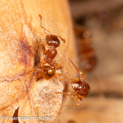 Pheidole rugosula