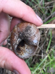 Xanthomelon saginatum