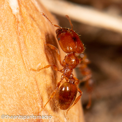 Pheidole rugosula