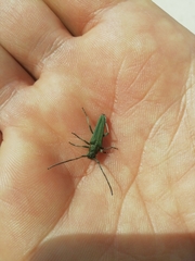 Phytoecia caerulescens