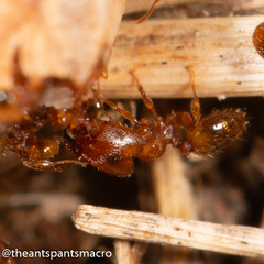 Pheidole rugosula