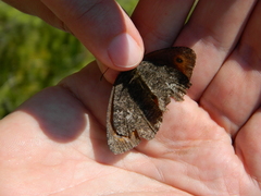 Erebia mancinus