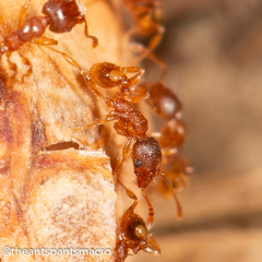 Pheidole rugosula