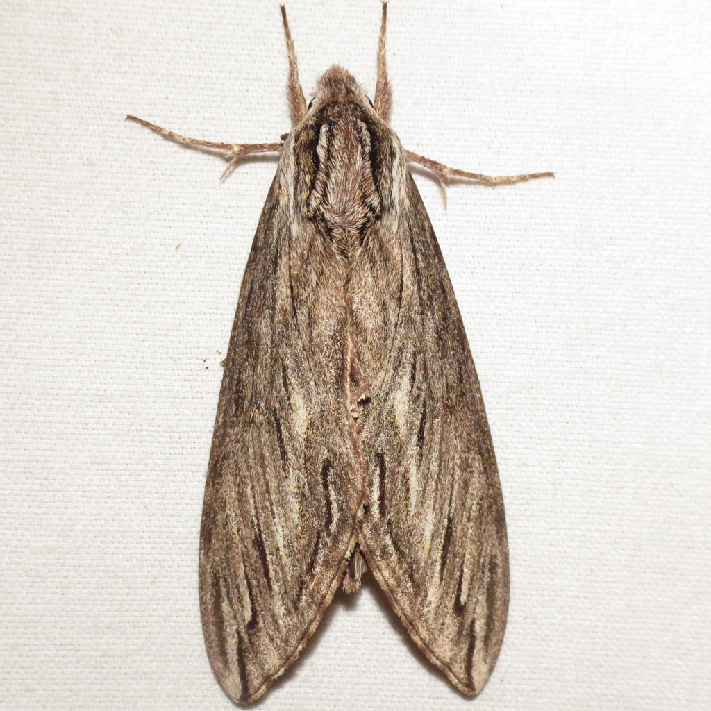 Canadian Sphinx