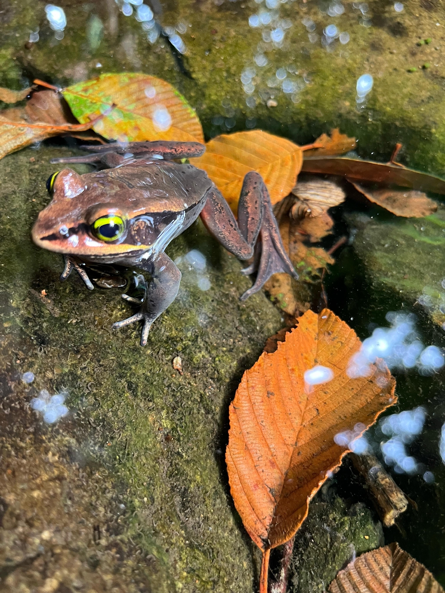 Green-Eyed Frog photo 4