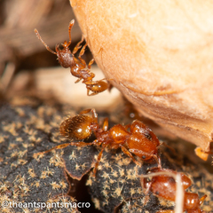 Pheidole rugosula