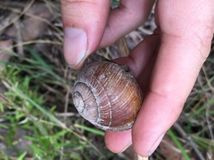 Xanthomelon saginatum