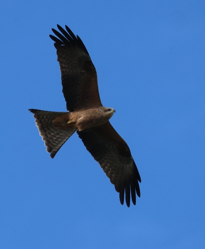 Black Kite