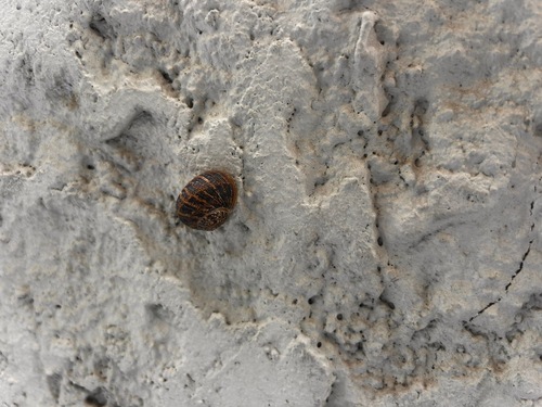 Garden Snail