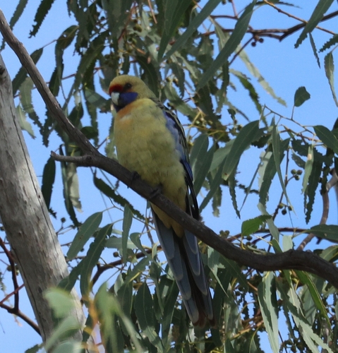 Crimson Rosella