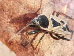 Xanthochilus