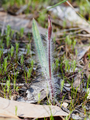 Caladenia fulva