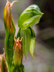 Pterostylis smaragdyna