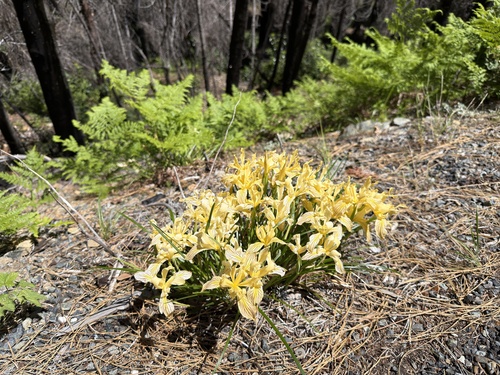 Iris innominata, photograph 1